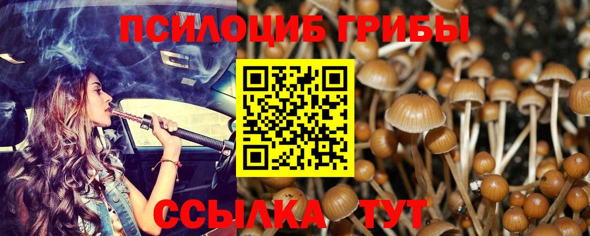 Псилоцибиновые грибы Psilocybe Якутск
